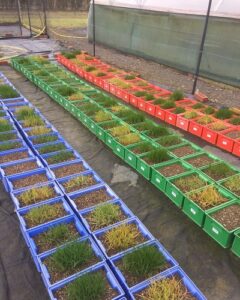 Container trial for Italian ryegrass and blackgrass glyphosate efficac